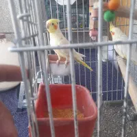 عروس هلندی ماده  تخمگذار دستی