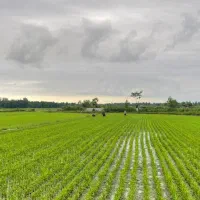 مزرعه ۲/۵۶۴متر مناسب سرمایه‌گذاری در تالش‌دیگه‌سرا|فروش دفتر صنعتی، کشاورزی، تجاری|اسالم, |دیوار