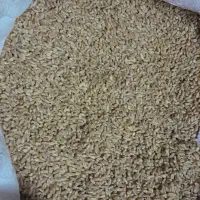 فروش بذر گندم نژاد میهن