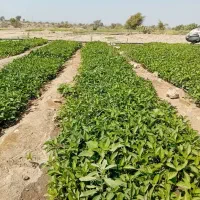 فلفل دلمه ای 7141|خوردنی و آشامیدنی|رودان, |دیوار