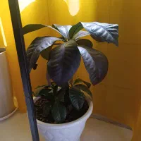 گل طبیعی|گل و گیاه طبیعی|مبارکه, |دیوار