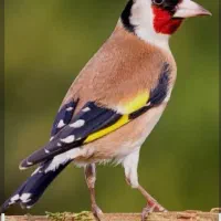 قناری باغی