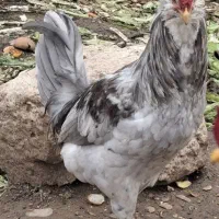 جوجه مرغ و خروس یکروزه تا بیست روزه گلین فول کیفیت