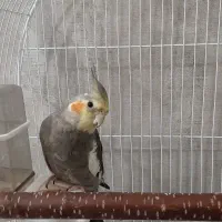 عروس هلندی و کوتوله