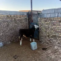 یک راس گوساله سیمینتال 150کیلویی