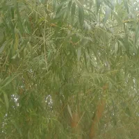 سوییت ویلایی