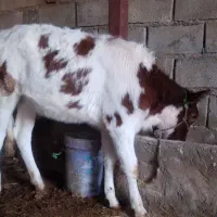 گوساله دورگه|حیوانات مزرعه|پلدختر, |دیوار