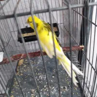 جوجه قناری رسمی بلند|پرنده|مهدی شهر, |دیوار