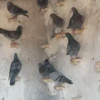 کبوتر خوب و