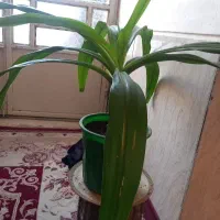 گل زرتی|گل و گیاه طبیعی|فسا, |دیوار