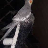 یه عروس هلندی|پرنده|رشت, جماران|دیوار