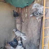 کبوتر دم سفید و طوقی