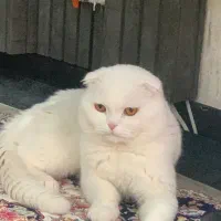 اسکاتیش اصیل نر جهت کشش