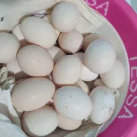 تخم مرغ محلی