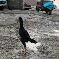 لاری جوجه خروس|حیوانات مزرعه|بوکان, |دیوار