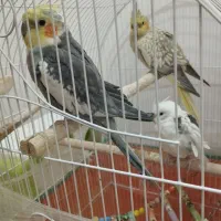 عروس هلندی با قفس