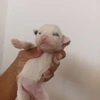 شیتزو توله سگ