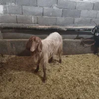 دو عدد بز|حیوانات|نورآباد, |دیوار