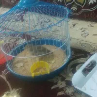 سهره خاکی به شرت بیا به خاندش نگاه کن ببر|پرنده|کبودرآهنگ, |دیوار