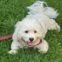 سگ پودل تریر یکساله نر