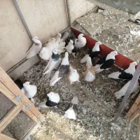 کفتر|پرنده|تهران, اقدسیه|دیوار