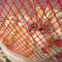 ۴عدد فنچ ک تخم گذاشتن روی۴تا تخم