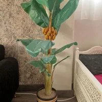دو عدد درختچه درخت موز و گلابی