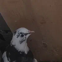 کفتر نر و ماده|پرنده|قم, باغ شازده|دیوار
