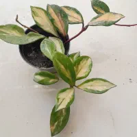 تریکالر هویا ،گل طبیعی ،شفلرا،گل کاغذی،گل خاص|گل و گیاه طبیعی|مشهد, حسابی جنوبی (شهرک غرب)|دیوار