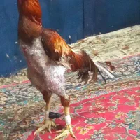 جوجه لاری۳ماهه