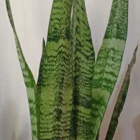 فروش گل های طبیعی سانسوریا