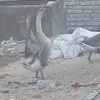 قوغاز یا بط