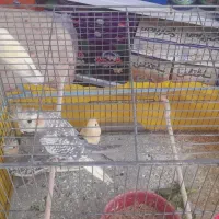 کوتوله و عروس هلندی|پرنده|فارسان, |دیوار