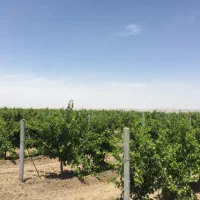 اجاره باغ انگور با ۲۰ ساعت اب چاه عمیق