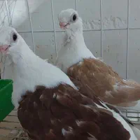 کبوتر زینتی تزیینی موشی موفکا