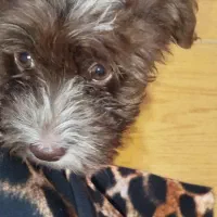 توله سگ شیتزو تریر سه ماهه|سگ|آستارا, |دیوار