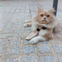 حیوانات خانگی|گربه|بیرجند, |دیوار