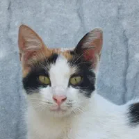 واگذاری دو گربه ملوس|گربه|مینودشت, |دیوار