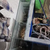 آکواریوم تصفیه دار|ماهی|مشهد, شهید معقول|دیوار