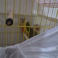 گرینچیک سه ماهه