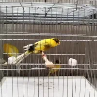 قناری رسمی بلند دم ۱۲.۸