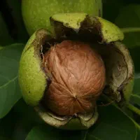 چیدن گردو