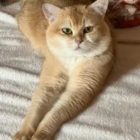 گربه نراصیل گلد نژاد دار برتیش ny12