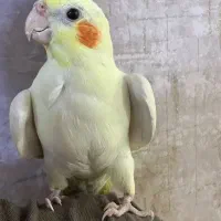 عروس‌هلندی