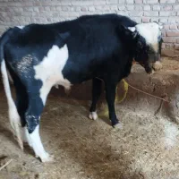 گاویاگوساله نر|حیوانات مزرعه|هریس, |دیوار