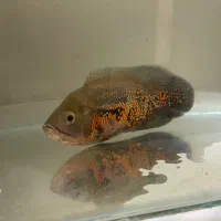 ماهی اسکار تایگر