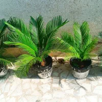 سیکاس