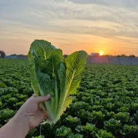 فروش ۱ هکتار کاهو آماده برداشت