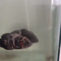 ماهی|ماهی|مشهد, توس (بلوار توس)|دیوار