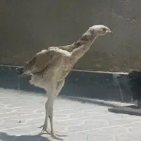 جوجه لاری